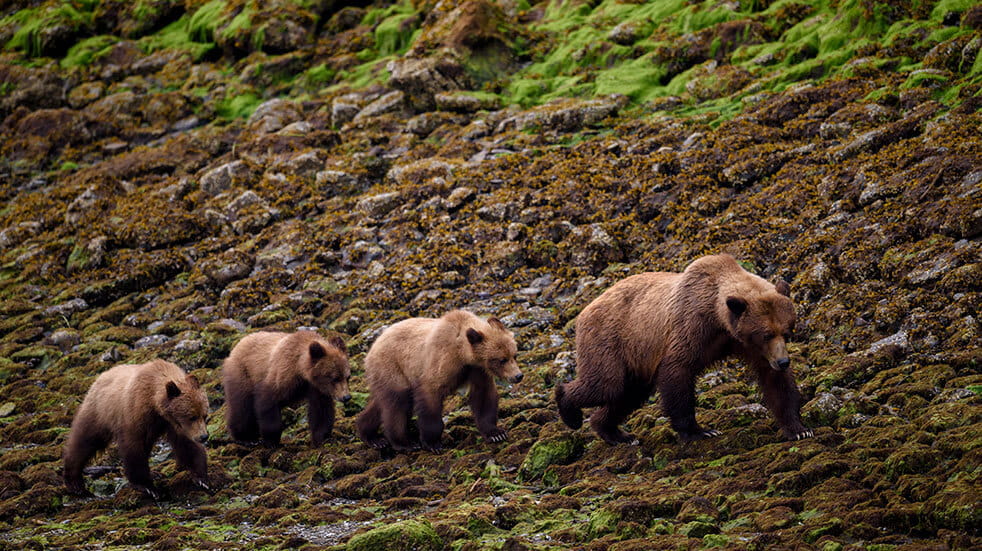 Frontier Canada travel guide: grizzly bear family